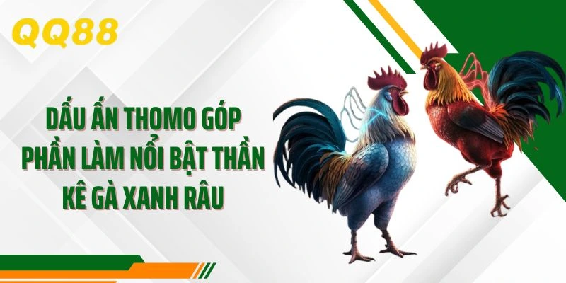 Dấu ấn Thomo góp phần làm nổi bật thần kê gà xanh râu