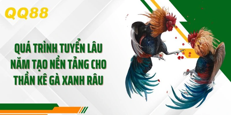 Quá trình tuyển lâu năm tạo nền tảng cho thần kê gà xanh râu